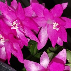 Meet your Posher, Hoa-ky